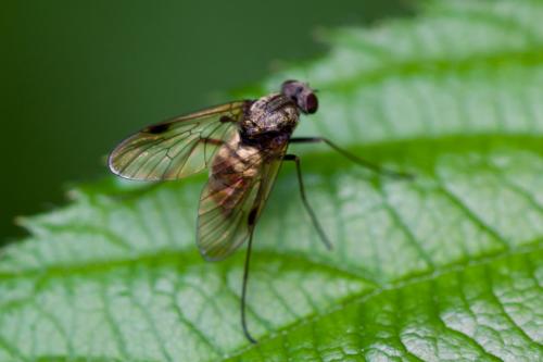 Chrysopilus cristatus