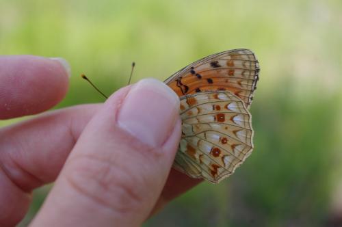 Argynnis niobe