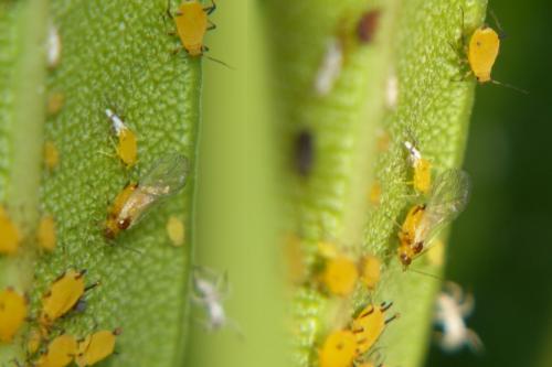Aphis nerii