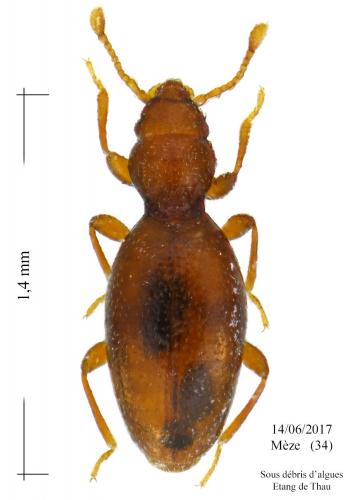 Réf. 184 929 : Holoparamecus bertouti
