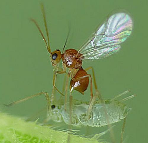 Phaenoglyphis sp.