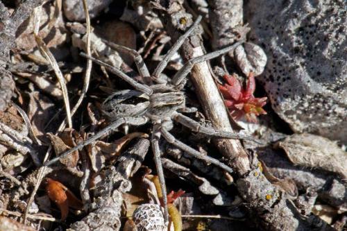 Réf. 184 625 : Thanatus coloradensis