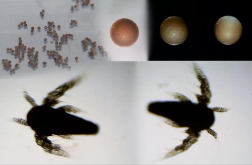Artemia salina