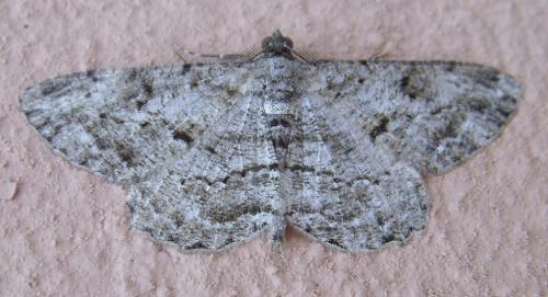 Réf. 184 187 : Peribatodes rhomboidaria