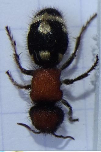 Réf. 184 969 : Ronisia brutia