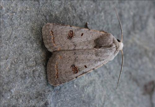 Réf. 184 339 : Caradrina proxima