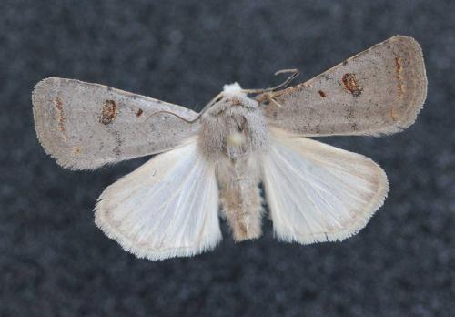 Réf. 184 342 : Caradrina proxima
