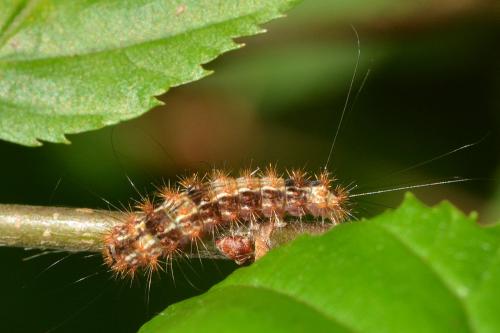 Nola confusalis