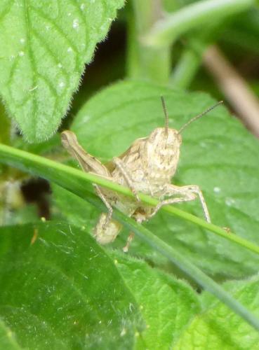 Chorthippus sp.