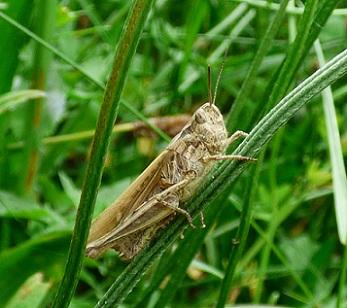 Chorthippus sp.