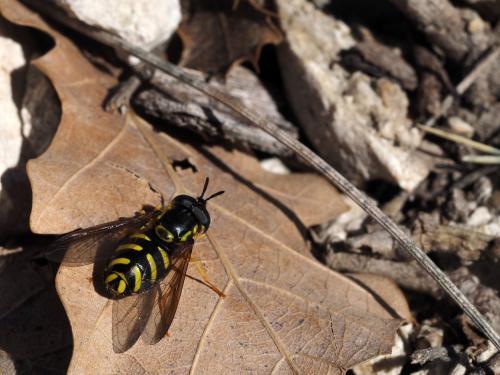 Réf. 184 412 : Chrysotoxum intermedium