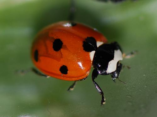 Coccinella septempunctata