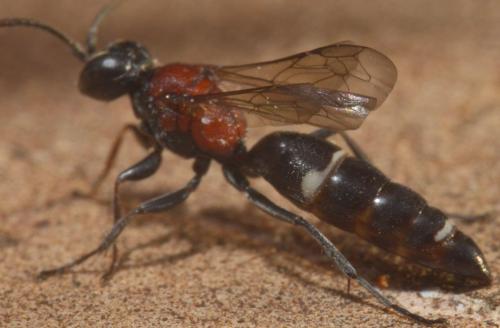 Réf. 184 732 : Harpactus laevis