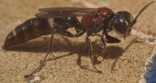 Harpactus laevis
