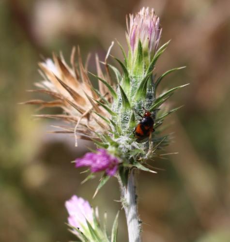 Deraeocoris schach