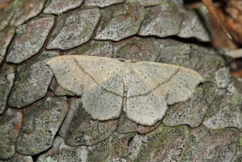 Réf. 184 487 : Cyclophora sp.