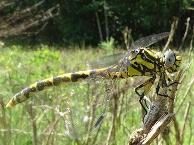 Onychogomphus uncatus