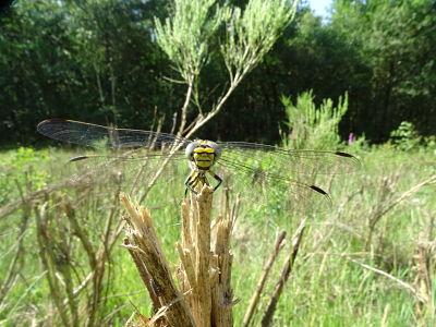 Onychogomphus uncatus