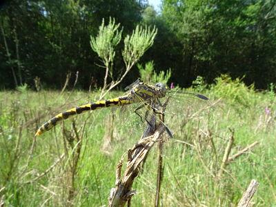 Onychogomphus uncatus