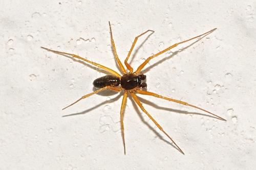 Réf. 184 046 : Tenuiphantes sp.