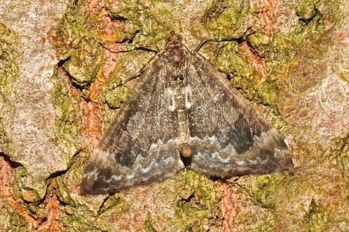 Dysstroma sp.