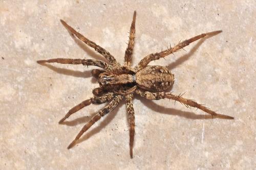 Réf. 184 449 : Xerolycosa miniata
