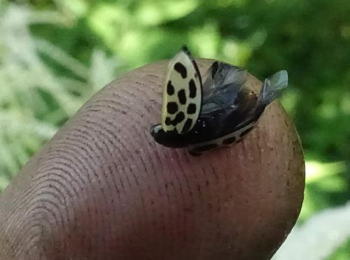 Chrysomela vigintipunctata