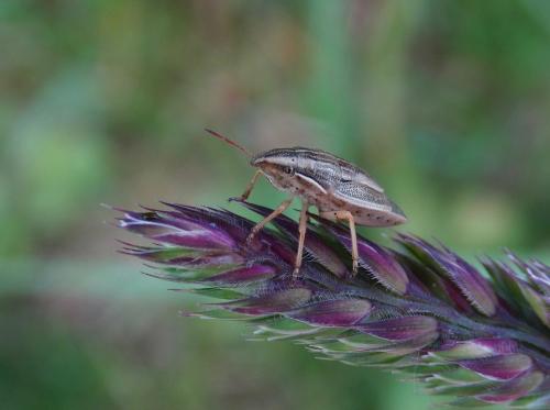 Aelia acuminata