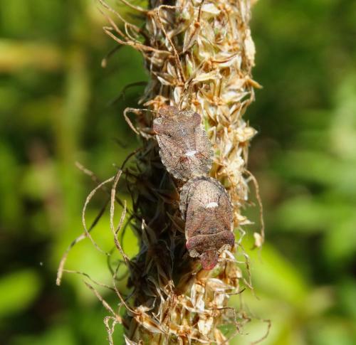 Dyroderes umbraculatus