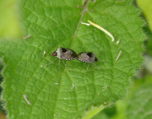 Réf. 184 239 : Stagonomus venustissimus