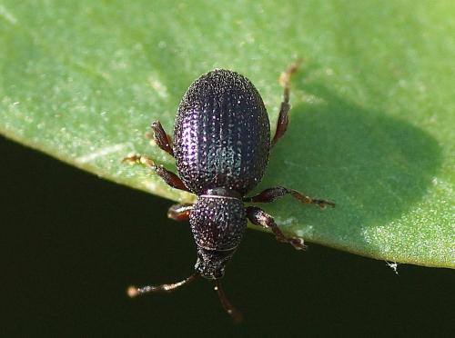 Otiorhynchus ovatus