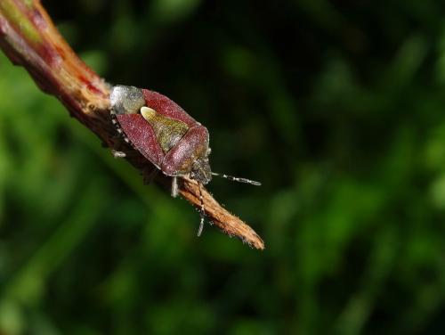 Réf. 184 238 : Dolycoris baccarum