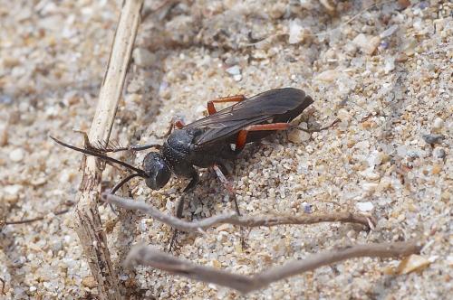 Episyron rufipes