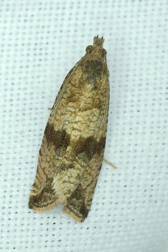 Réf. 184 752 : Celypha striana