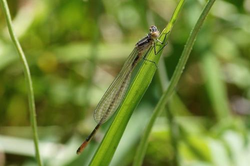 Coenagrion sp.