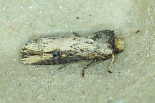 Réf. 184 542 : Axylia putris