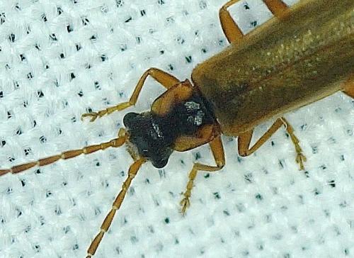 Rhagonycha testacea