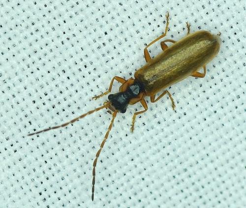 Rhagonycha testacea