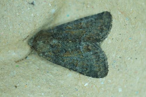 Réf. 184 753 : Oligia sp.