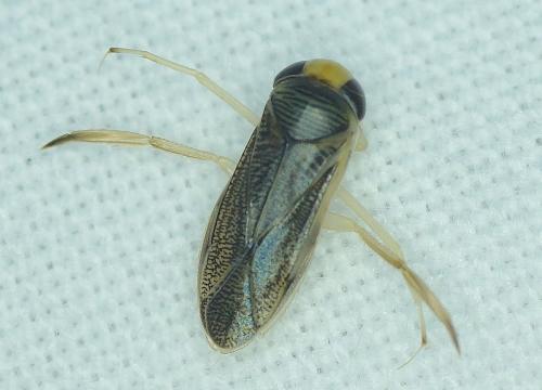Sigara sp.
