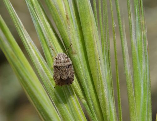 Réf. 184 297 : Sciocoris cursitans