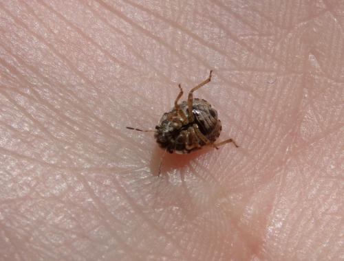 Sciocoris cursitans