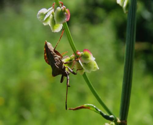 Coreus marginatus