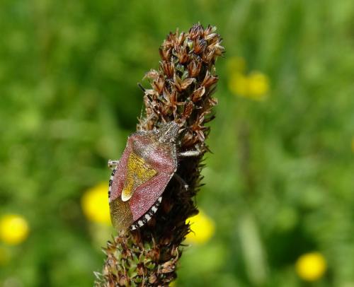 Réf. 184 392 : Dolycoris baccarum