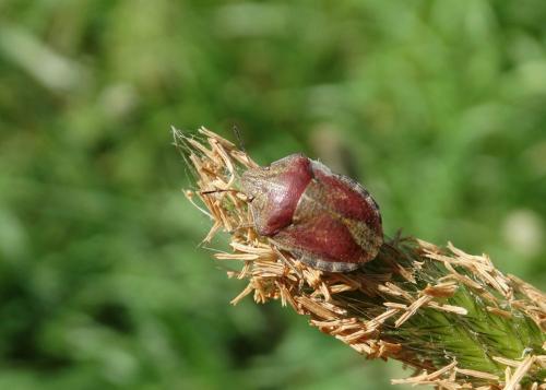 Réf. 184 391 : Eurygaster testudinaria