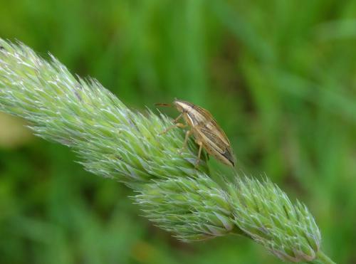 Aelia acuminata