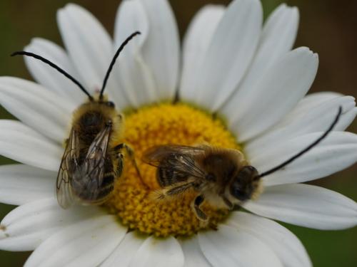 Eucera sp.