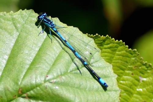 Réf. 184 653 : Coenagrion pulchellum