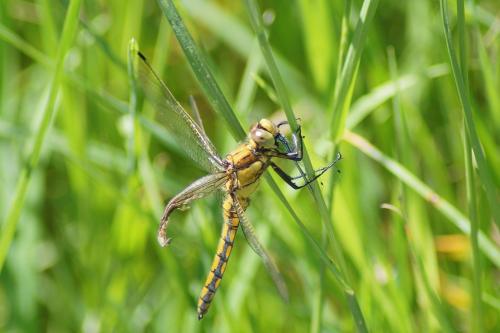 Orthetrum cancellatum
