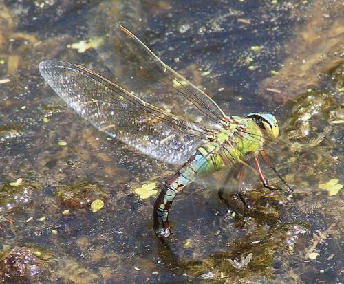 Anax imperator